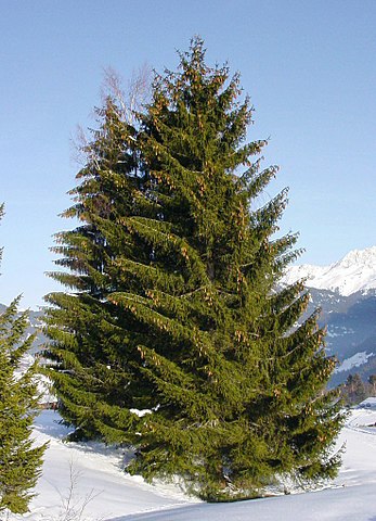 Picea abies